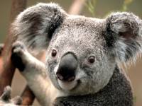 Koala - Kopie